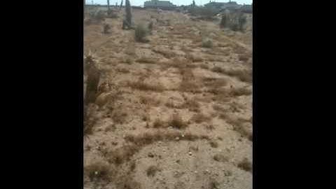 What happens to transplanted Joshua trees?  THEY ALL DIE!