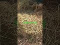 យកឃ្មុំសម័យថ្មី