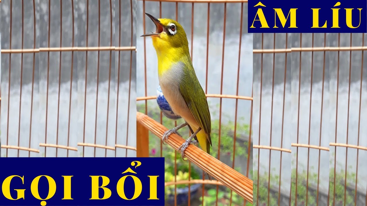 Khuyên líu hót , líu đấu cực hay kích bổi nhanh hót , khuyên líu đấu , hót sáng