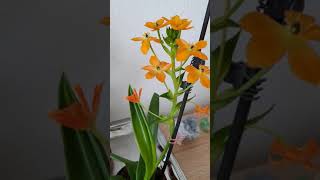 My New Plant: Orange Star Plant #shorts