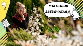 Магнолия Звездчатая | Цветущая магнолия | Дерево Магнолия | Магнолия в саду