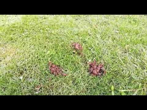 Video: Montículos de gusanos en el jardín: cómo eliminar los humus de gusanos del césped