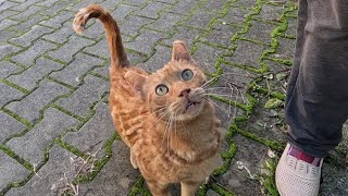 Orange striped cat approaches my camera and purrs in a cute voice