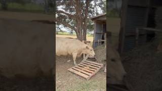 Charlotte busted again breaking into the hay bale stash and with accomplices helping her