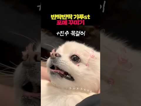 반짝반짝 갸루st로 포메 꾸미기 thumbnail