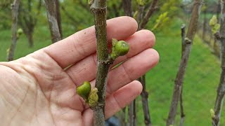 картинка: Как перезимовал инжир? Результат разных способов укрытия.