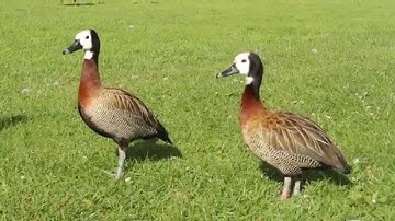 White-faced whistling ducks (Dendrocygna viduata)