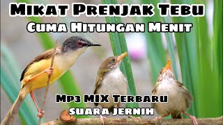 Suara pikat burung kecil paling ampuh ciblek tebu/prenjak tebu/ciblek meong @AnakDesaKicau