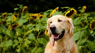 Celebrity Understanding Golden Retriever Body Language and Behavior Wealth