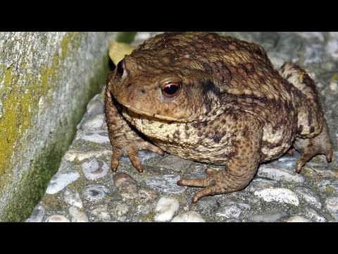 Video: Rospo Grigio (Bufo Bufo)