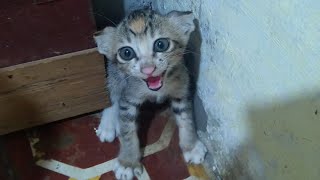 Download Lagu Cute Baby Kitten Scared and Crying Out Loud for Fear of Strangers MP3