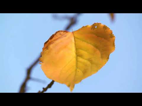 გია ყანჩელი - \"ყვითელი ფოთლები\"Gia Kancheli - \"Yellow Leaves\"Гия Канчели - \"Желтые листья\" 2019