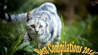 Прикольные Коты. Дайте Пять. Прикольные Коты. Дайте Пять.