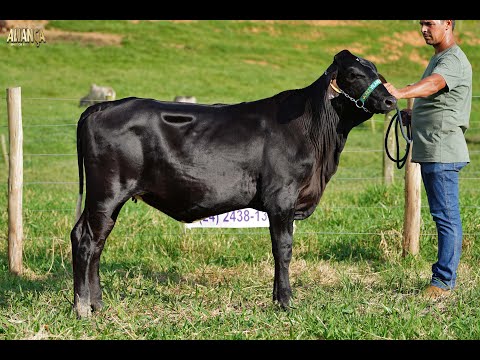 LOTE 33   14º LEILÃO ALIANÇA GENÉTICA LEITEIRA   9574 CC