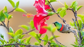 the sound of water and the singing of birds #windnoise #relaxation