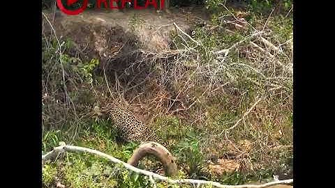 Giant Otter Versus Jaguar #animals #nature #wildlife #fun #shorts