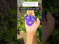 Easy tips to get flowers in अपराजिता 💜/ #shorts #ytshorts #aparajita #garden