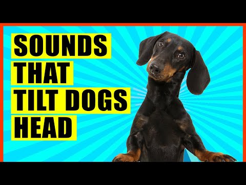 Sounds That Make