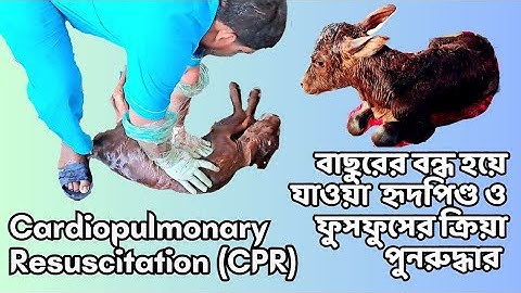 Cardiopulmonary Resuscitation (CPR) in a Calf | Dr. Md. Abu Bakar Ahad | Bangladesh