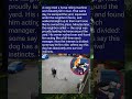The Corgi Who Tried a Fake Horse and Came Back for a Real One