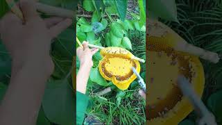 mật ong ruồi  #bee #matongrungnguyenchat #shortvideo #tuancosanong