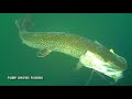 Strike Pro Pig Shad Jr 20cm video