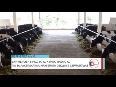 Βίντεο: Η επιζωοτία της εγχώριας κατάχρησης επανασυνδέεται με το σκυλί της, ακριβώς στο χρόνο για τα Χριστούγεννα