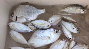 Câu cá biển cảng Nhơn Lý - Bình Định