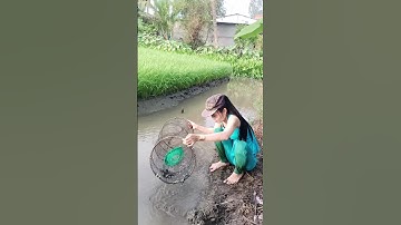 Đặt lợp bắt cá đồng mùa nước nổi tập 36 #automobile #funny #farming
