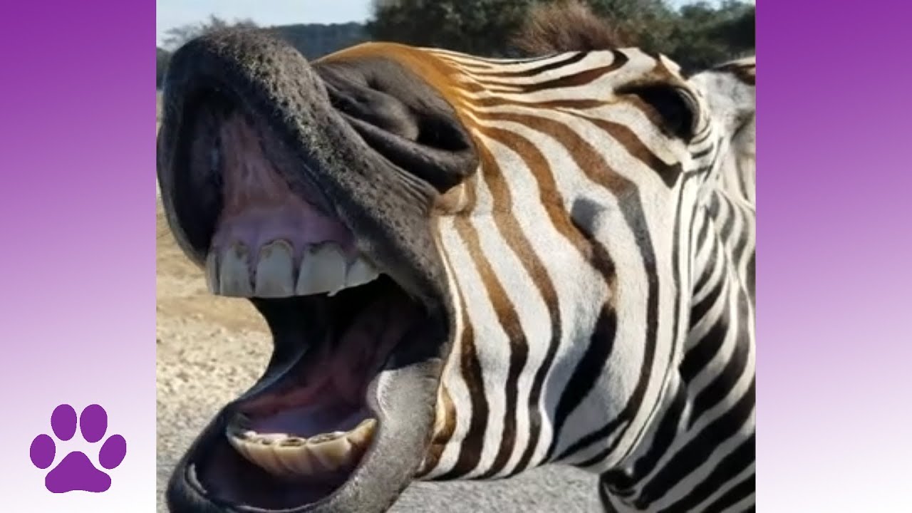 wild animal safari vimeo