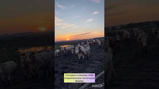Современная молочная ферма #ферма#коровы#сыр#молоко#деревня#производство#животные#молочнаяферма#скот