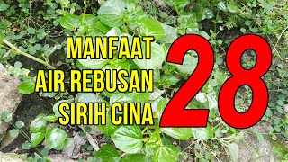 MANFAAT Luar Biasa Air Rebusan Daun Sirih Cina!