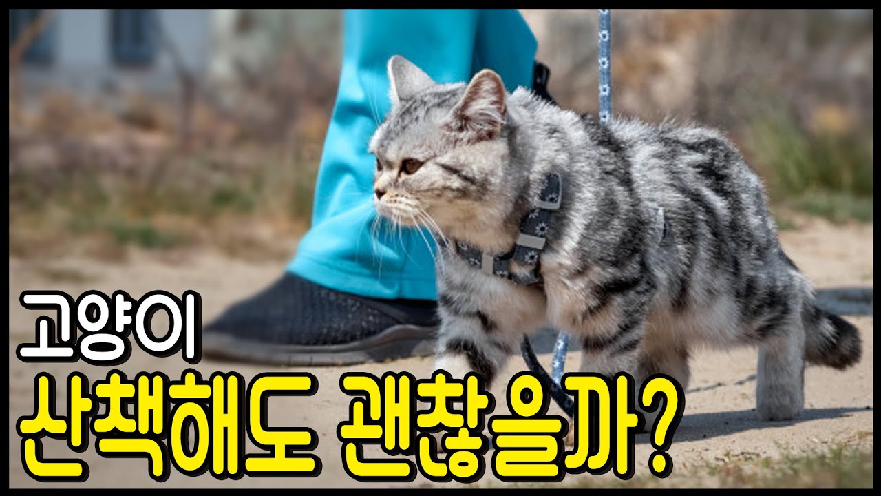 고양이 산책 안되는 이유 | 고양이는 산책이 가능한가요? 70 개의 정답