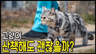 고양이는 산책이 가능한가요?