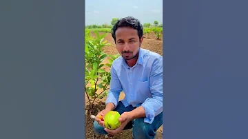 2 Feet Pr 2Kilo Fruits Shorts Indianfarmer Food Guava Farming 