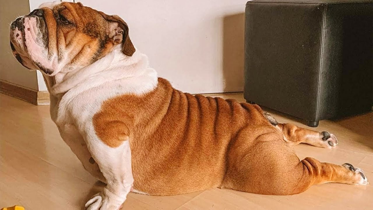 ENGLISH BULLDOGS ❤️❤️ Cute and Funny English Bulldogs doing funny things # 33 (2019)| Animal Lovers