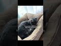 😂#cat