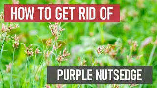 How to Get Rid of Purple Nutsedge [Weed Management]