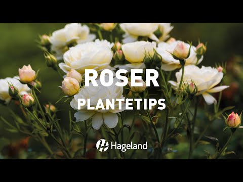 Video: Roser: Blomsterpleie I April