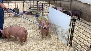 Around the Barn - Online Sale - Tuesday, September 15 on showpig.com!