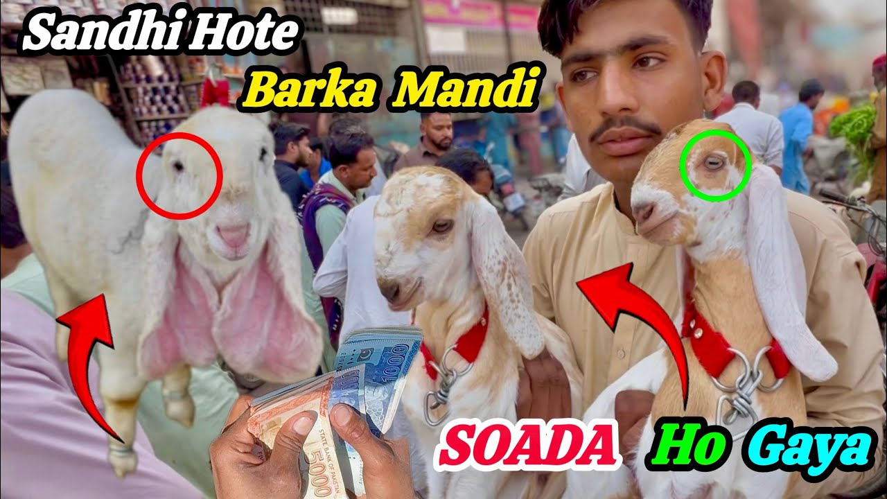 Sindhi Hotel Bakra Mandi 😍Latest Rates🔥 Update || 13 February 2026|| Friday Soada Ho Gaya