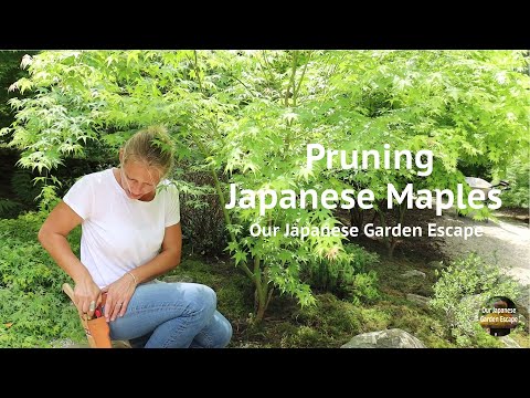 Video: Zona 5 Pohon Maple Jepang - Menanam Maple Jepang di Taman Zona 5