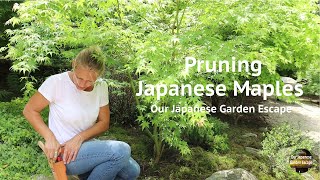 Pruning Japanese Maples in the Zen Garden | Our Japanese Garden Escape