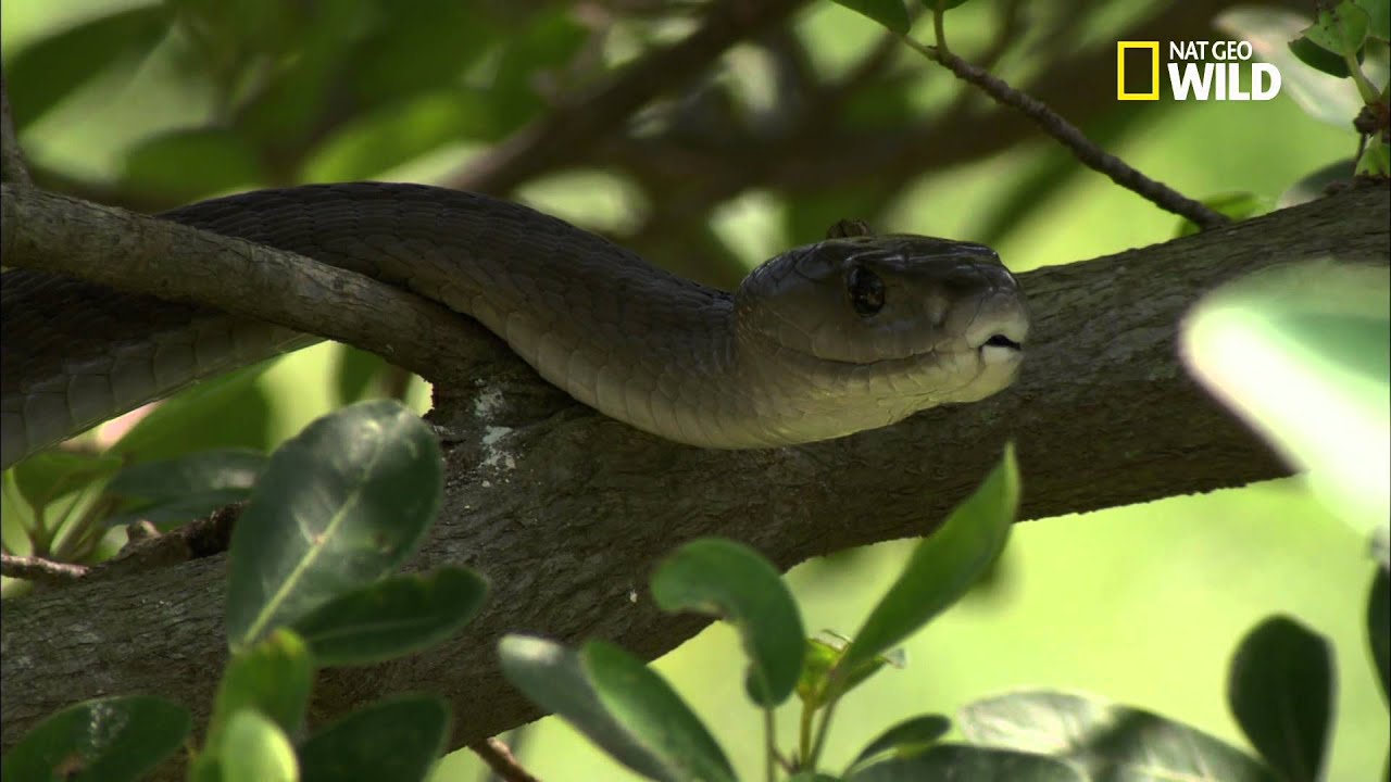 Le Mamba Noir Un Serpent Redoutable Youtube