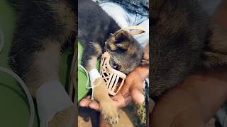 Dog 😍 puppy #dog #doglover #reels #trending #viral #parvo
