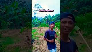 Cintanya Janda lipsingshorts duet feedshorts