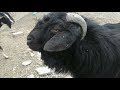 Highest Meat Producing Goats In The World | 10 Best Goats Breeds |