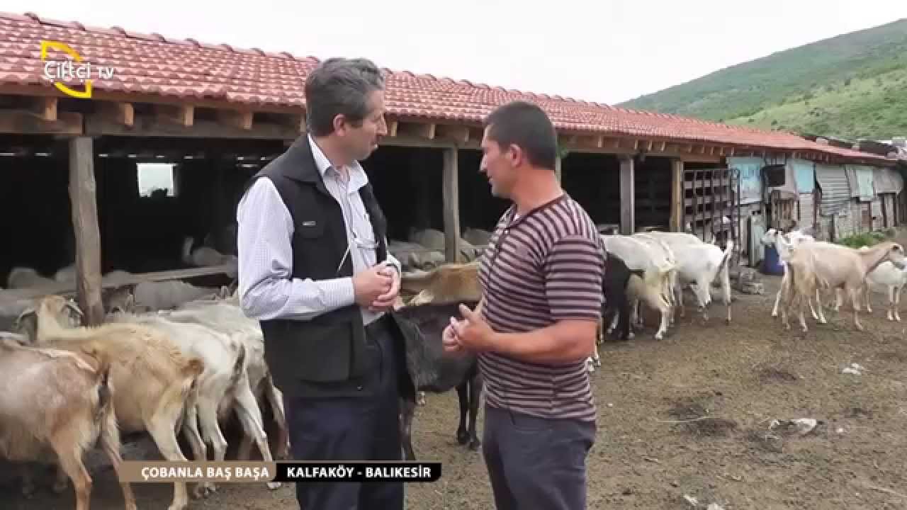 ÇOBANLA BAŞ BAŞA - KALFAKÖY BALIKESİR