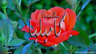 معنى اسم #كاميليا وصفات حاملة هذا الاسم #Camellia