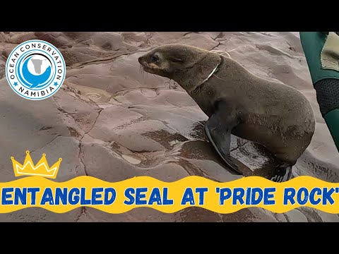 Entangled Seal At Cape Cross' Pride Rock